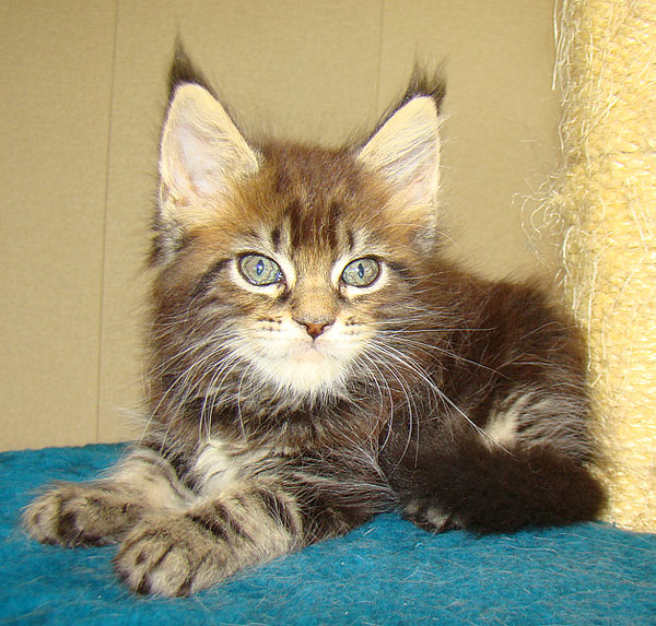  - Catsvill County,    ,   ,   ,   ,    ,   ,   ,  ,  ,   ,   ,   ,   ,   ,   ,  -,  -,  ,kittens maine coon, maine coon cattery, cats, cat,breed, kittens,     ,   ,    